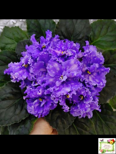 МТ-XXL Эльф (М. Тотиева) 2022 г.