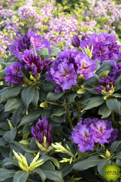 РОДОДЕНДРОН ГИБРИДНЫЙ "ЛИС ДАРК ПУРПЛ" саженец 40-50 см