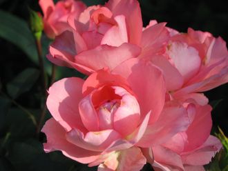 Жардин де Франс  (Jardins de France) роза , ЗКС