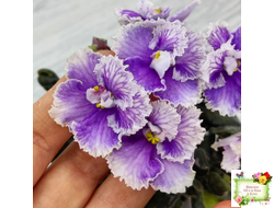 Н-Тет-а-Тет (Н. Бердникова) 2019 г. (лист посажен 21.10.25)