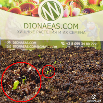 Семена Венерина Мухоловка Микс | Dionaea muscipula MIX