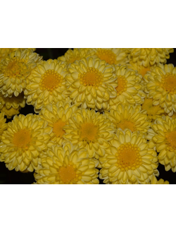 Хризантема мультифлора Эльф еллоу