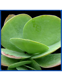 Kalanchoe thyrisiflora