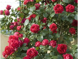 Эрик Таберли  (Eric Tabarly)   шраб. Meilland