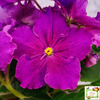 Dn-Cherchez la Femme (Д. Денисенко) 2020 г.