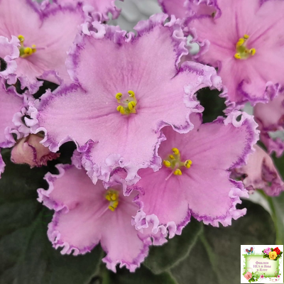 Nik-Хмельное Лето (Н. Булко) 2022 г. (крупная детка)