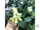 Brunfelsia Americana