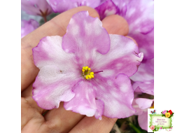 Rivermist Beguiling (J. Baker) (10971) 04/13/2018