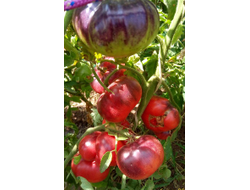 Томат Аметистовая драгоценность, (Amethyst Jewel), Канада