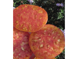 Томат Деревенский (HILBILLY)