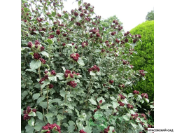 Гибискус Пурпуреус Вариегатус - Purpureus Variegatus