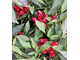 Перец острый Турецкий цветок (Turkish Flower)