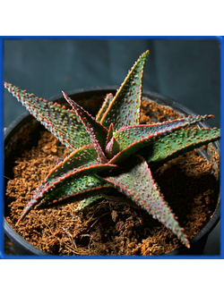 Aloe 'Lavender Star' (Kelly Griffin hybrid)