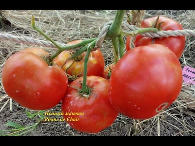 Томат Полный мякоти (Pleine de Chair, США)