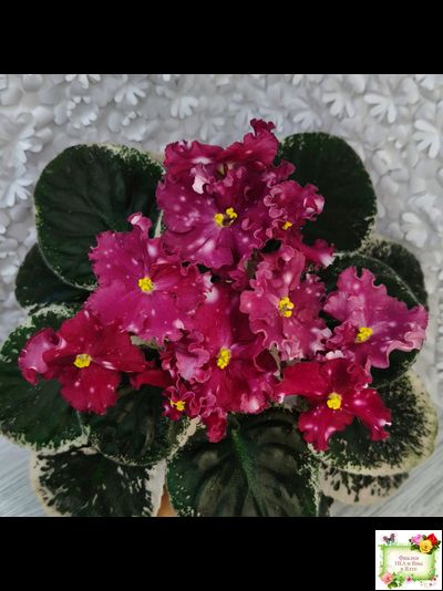 Rivermist Zeeva (J. Baker) (лист посажен 27/01/26)