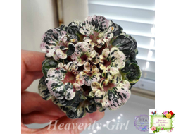 Heavenly Girl (Хевенли Гел), H.Pittman (пестролистный гёрл)