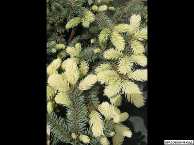 Ель колючая Биалобок