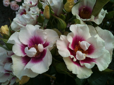 Си Ю ин Пёрпл (See You in Purple)