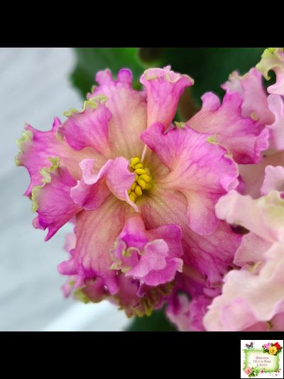 ЕК-Линжери (Е. Коршунова) 2021 г.