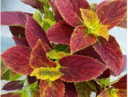 Колеус Alabama Sunset