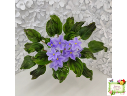 LV-Небо в Кармашке (Л. Шевелева) трейлер (пестролистный клакамас) сеянец