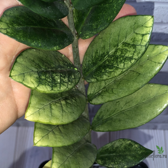 Замиокулькас Akebono