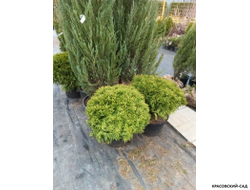 Туя Даника - Danica