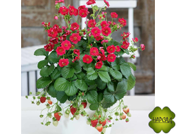 КЛУБНИКА "САММЕР БРИЗ РОУЗ" (АМПЕЛЬНАЯ, КРАСИВАЯ И ВКУСНАЯ, ПЛОДОНОСИТ КРУГЛЫЙ ГОД)