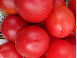 Томат Славянка