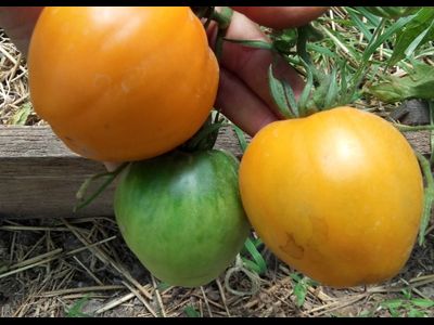 Томат Верна оранжевая