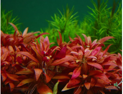 Альтернантера Мини в аквариуме