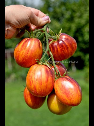 Томат Огненный Тюрбан, 10 шт