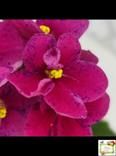 Mac’s Paisley Pattern (G.McDonald)