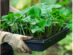 РАССАДА ОВОЩЕЙ