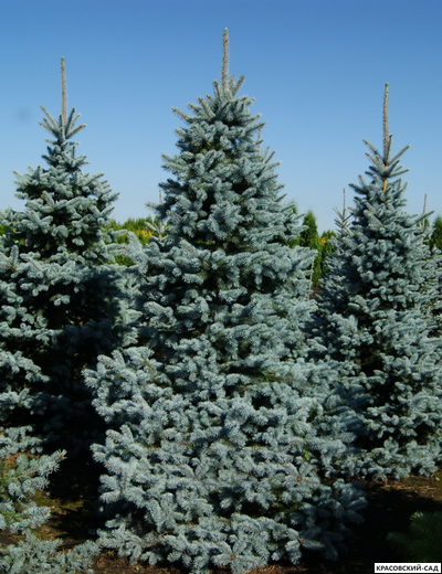 Ель колючая Ольденбург