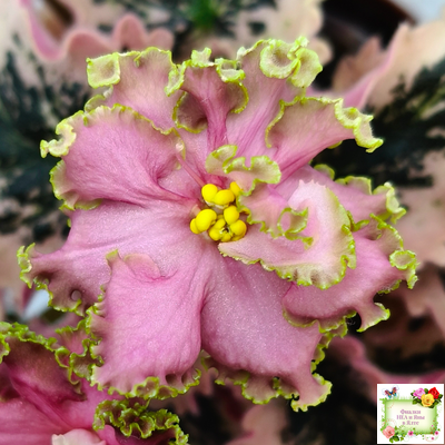 МТ-Пески Времени (М. Тотиева) 2022 г.