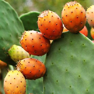 Масло опунции (Opuntia ficus-indica) 10 мл