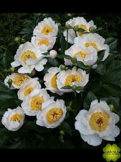 ПИОН &quot;РЕКВИЕМ&quot; (зимовавший саженец)