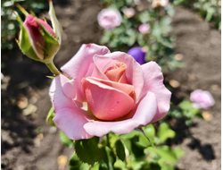 Симпли Джорджиус (Simply Gorgeous)