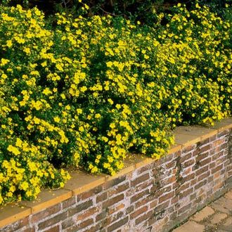 Голдфингер лапчатка/Potentilla fruticosa &#039;Goldfinger&#039;(15-30/3л)
