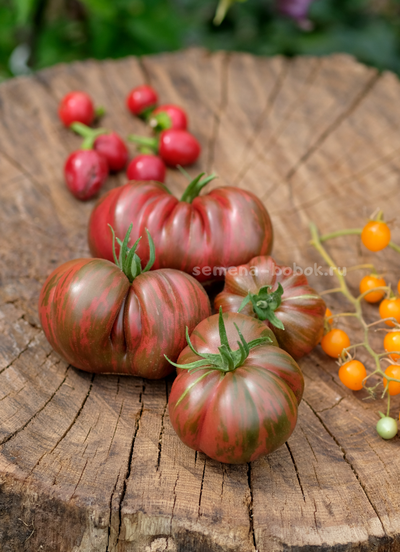 Томат Ярсон 12/1 (Jarson 12/1), 10 шт