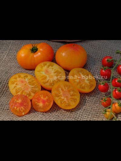 Томат Dwarf Lucky Swirl (Гном Завиток Удачи), 10 шт