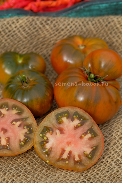 Томат Dwarf Chocolate Champion (Гном Шоколадный Чемпион), 10 шт