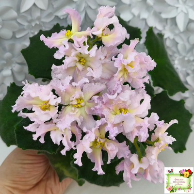 РМ-Солнечное Конфетти (Н. Скорнякова) 2022 г.