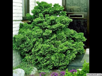 Кипарисовик Нана Грасилис - Nana Gracilis