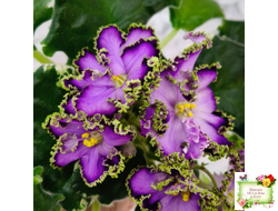 АВ-Пенная Вечеринка (Фиалковод) 2021 г.