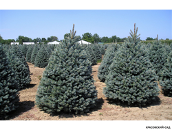 Ель Фат Альберт - Fat Albert