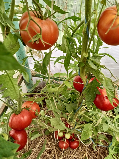 Томат Сластена