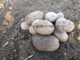 Картофель Чудесник Купить