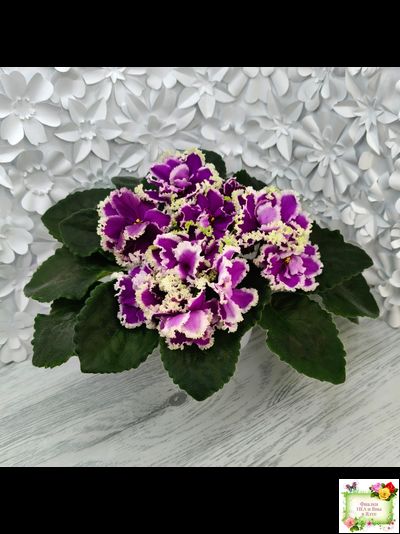 ЕК-Малахитовая Орхидея (Е. Коршунова) 2012 г.